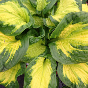 HOSTA SHADOWLAND® ‘Etched Glass’ PP30748