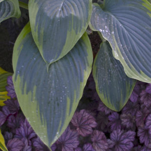 HOSTA SHADOWLAND® 'Wu-La-La' PP31309