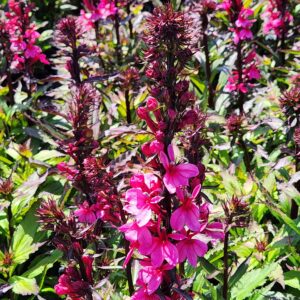 LOBELIA speciosa STARSHIP™ 'Deep Rose'