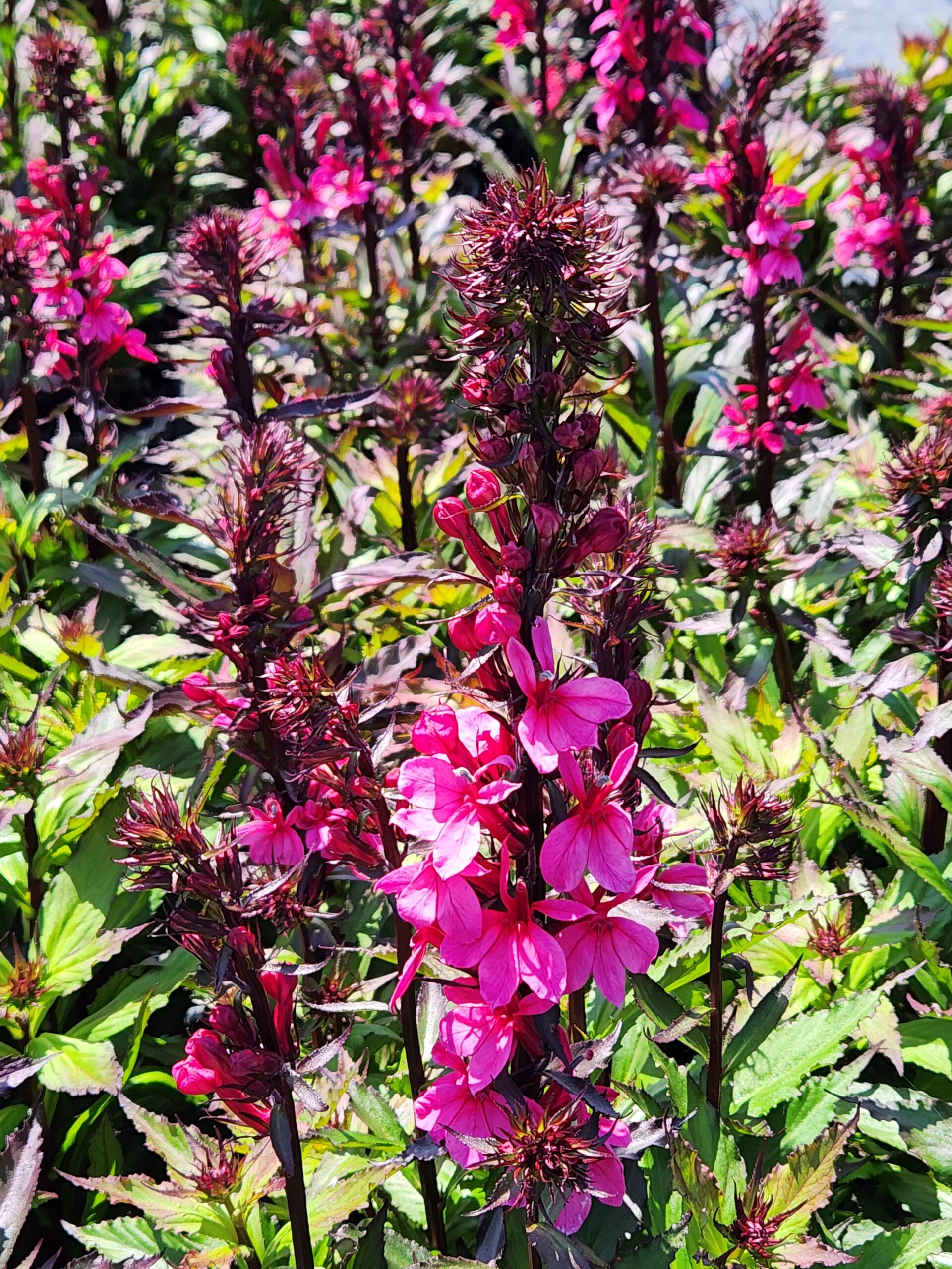 LOBELIA speciosa STARSHIP™ 'Deep Rose'