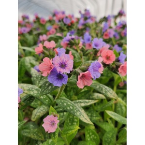 PULMONARIA 'Pretty in Pink' PP31284
