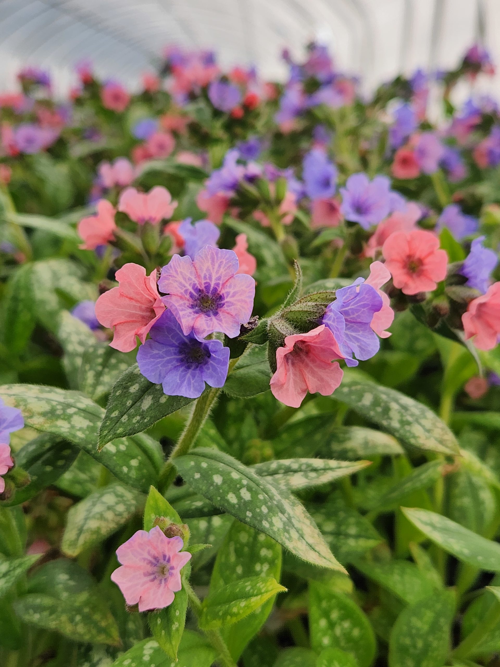PULMONARIA 'Pretty in Pink' PP31284