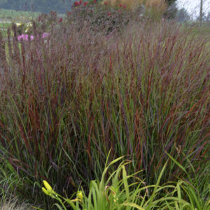 PANICUM virgatum PRAIRIE WINDS® ‘Cheyenne Sky’ PP23209