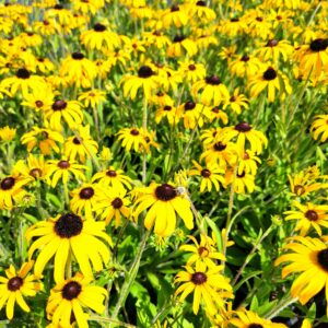RUDBECKIA 'American Gold Rush' PP28498