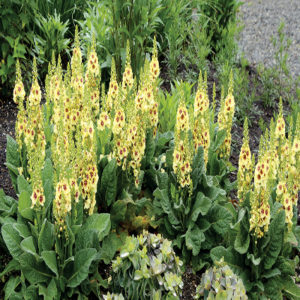 VERBASCUM 'Dark Eyes' PP16986