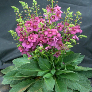 VERBASCUM 'Plum Smokey' PP16156