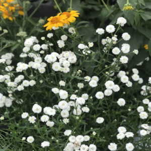 ACHILLEA ptarmica 'Peter Cottontail' PP31756