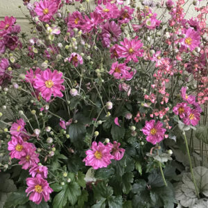 ANEMONE FALL IN LOVE&trade; 'Sweetly' PP31089