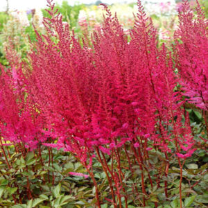ASTILBE chinensis MIGHTY™ 'Chocolate Cherry' PP27676
