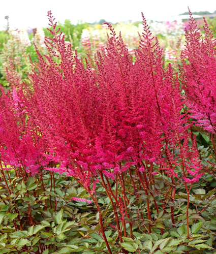 ASTILBE chinensis MIGHTY™ 'Chocolate Cherry' PP27676