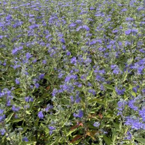 CARYOPTERIS 'Dark Knight'