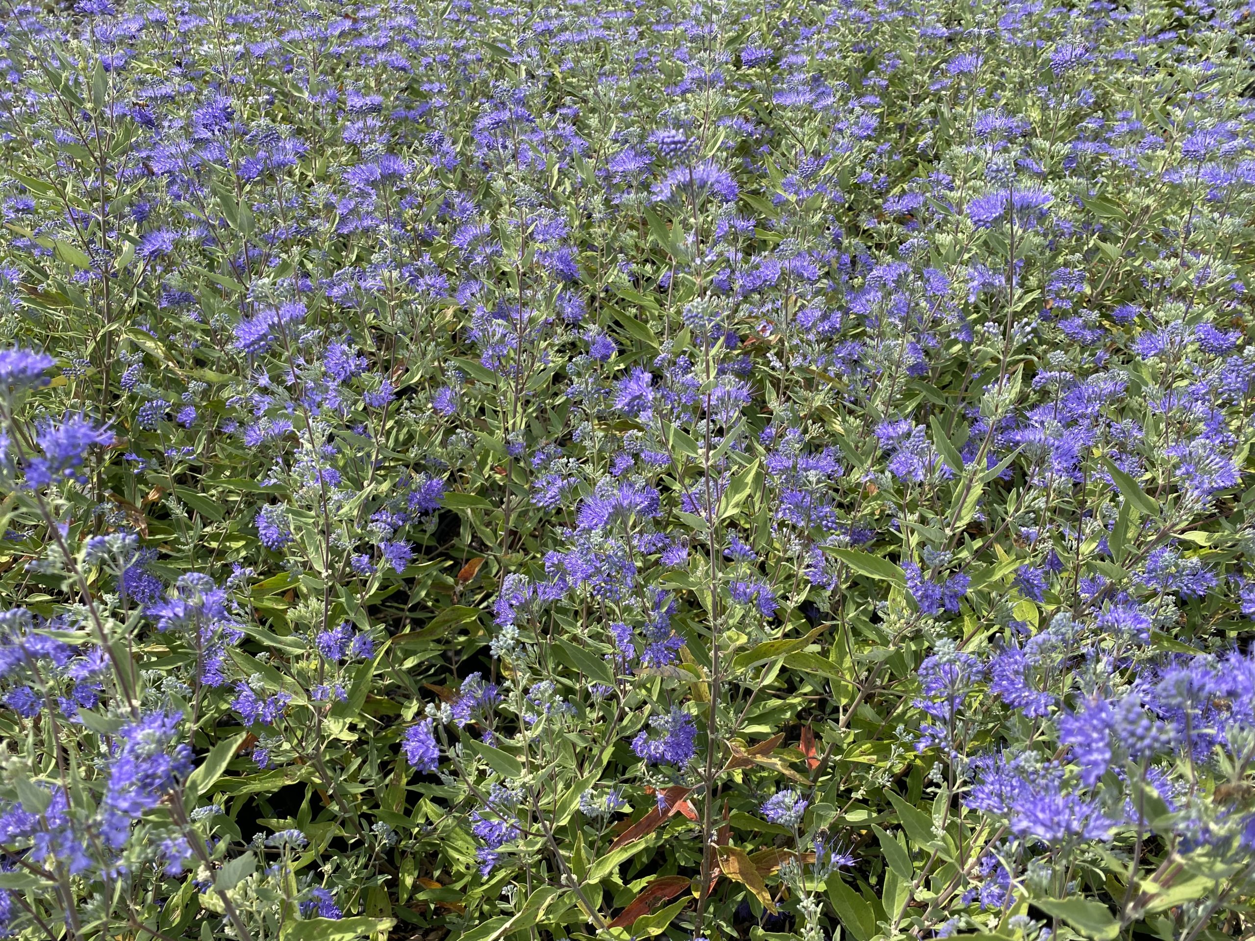 CARYOPTERIS 'Dark Knight'