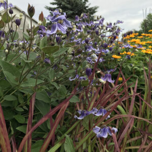 CLEMATIS 'Stand by Me' PP30556