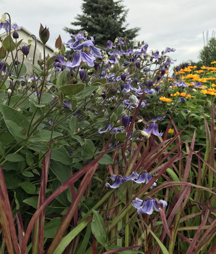 CLEMATIS 'Stand by Me' PP30556