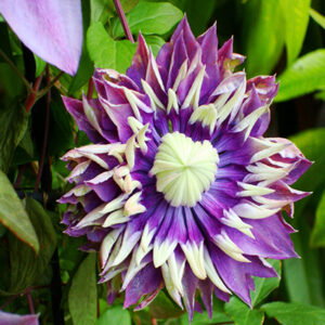 CLEMATIS 'Taiga' PP27591