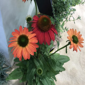 ECHINACEA SOMBRERO&reg; 'Tres Amigos' PP30750