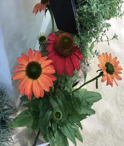 ECHINACEA SOMBRERO® 'Tres Amigos' PP30750