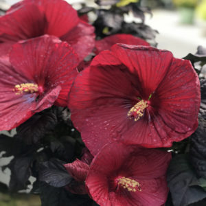 HIBISCUS moscheutos SUMMERIFIC&reg; ‘Holy Grail' PP31478