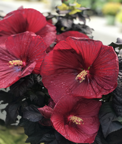 HIBISCUS moscheutos SUMMERIFIC® ‘Holy Grail' PP31478