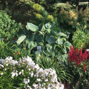 HOSTA SHADOWLAND® 'Hudson Bay' PP23598