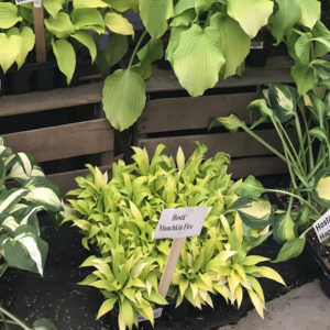 HOSTA 'Munchkin Fire'