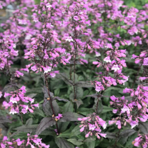 PENSTEMON 'Dark Towers' PP20013