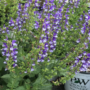 SALVIA COLOR SPIRES&reg; 'Azure Snow' PP30534