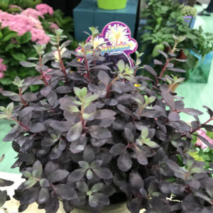 SEDUM SUNSPARKLER® 'Plum Dazzled' PP30348