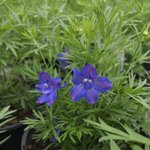 DELPHINIUM grandiflorum 'Blue Butterfly'