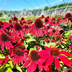 ECHINACEA SOMBRERO&reg; 'Sangrita' PP30138
