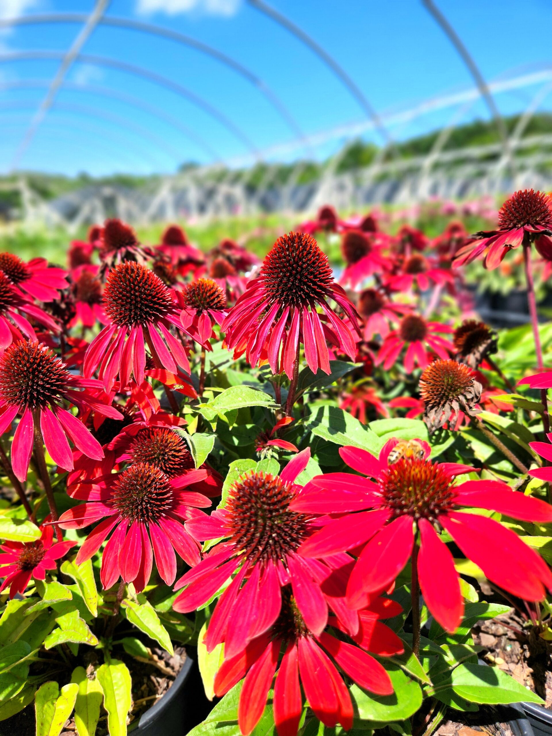 ECHINACEA SOMBRERO® 'Sangrita' PP30138