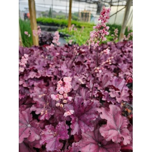 HEUCHERA FOREVER&reg; Purple PP26358