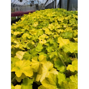HEUCHERA 'Guacamole' PP28463
