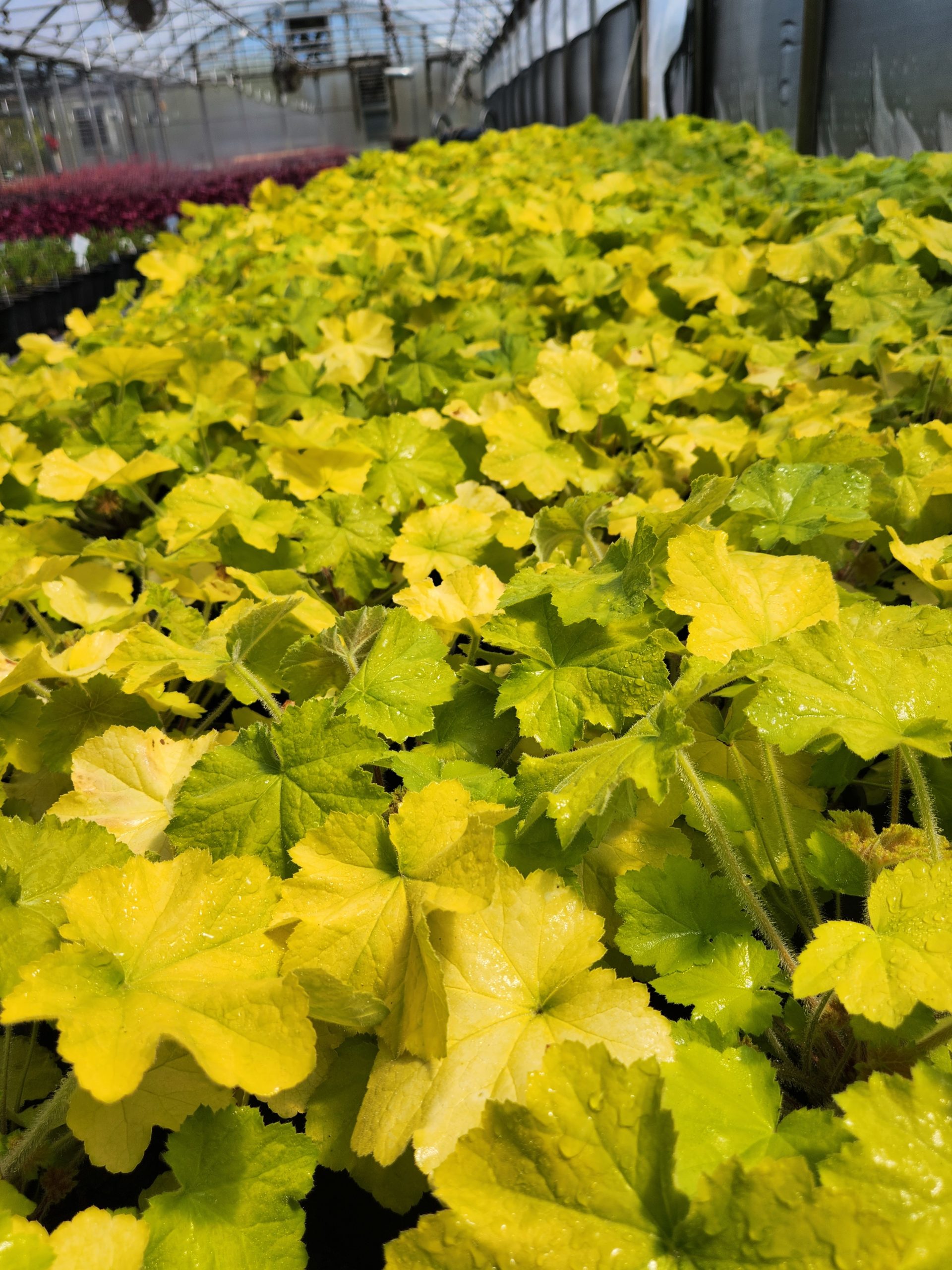 HEUCHERA 'Guacamole' PP28463