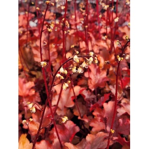 HEUCHERA ‘Peach Flambé’ PP17195