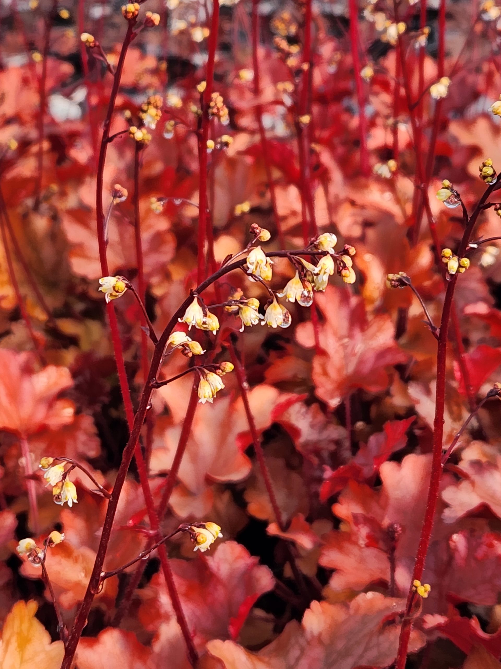 HEUCHERA ‘Peach Flambé’ PP17195