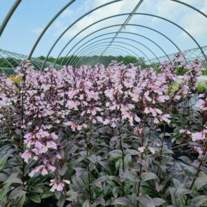 PENSTEMON 'Blackbeard' PP30052