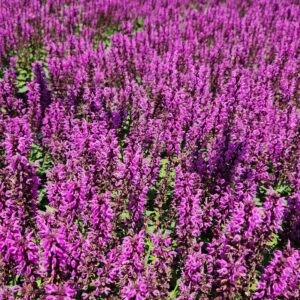 SALVIA nemorosa 'Bumbleberry' PP31602