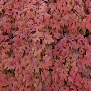 HEUCHERELLA 'Sweet Tea' PP21296