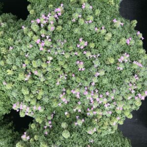 THYMUS serpyllum 'Elfin'