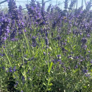 LAVANDULA angustifolia 'SuperBlue' PP24929