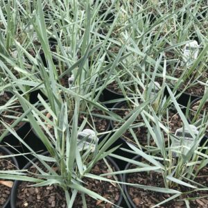 LEYMUS arenarius 'Blue Dune'