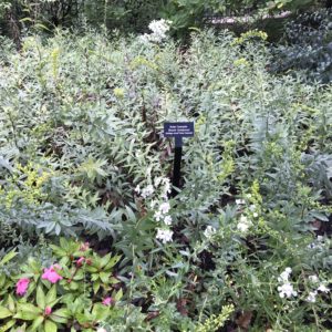 SOLIDAGO shortii 'Solar Cascade'