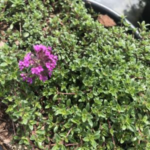 THYMUS serphyllum 'Pink Chintz'