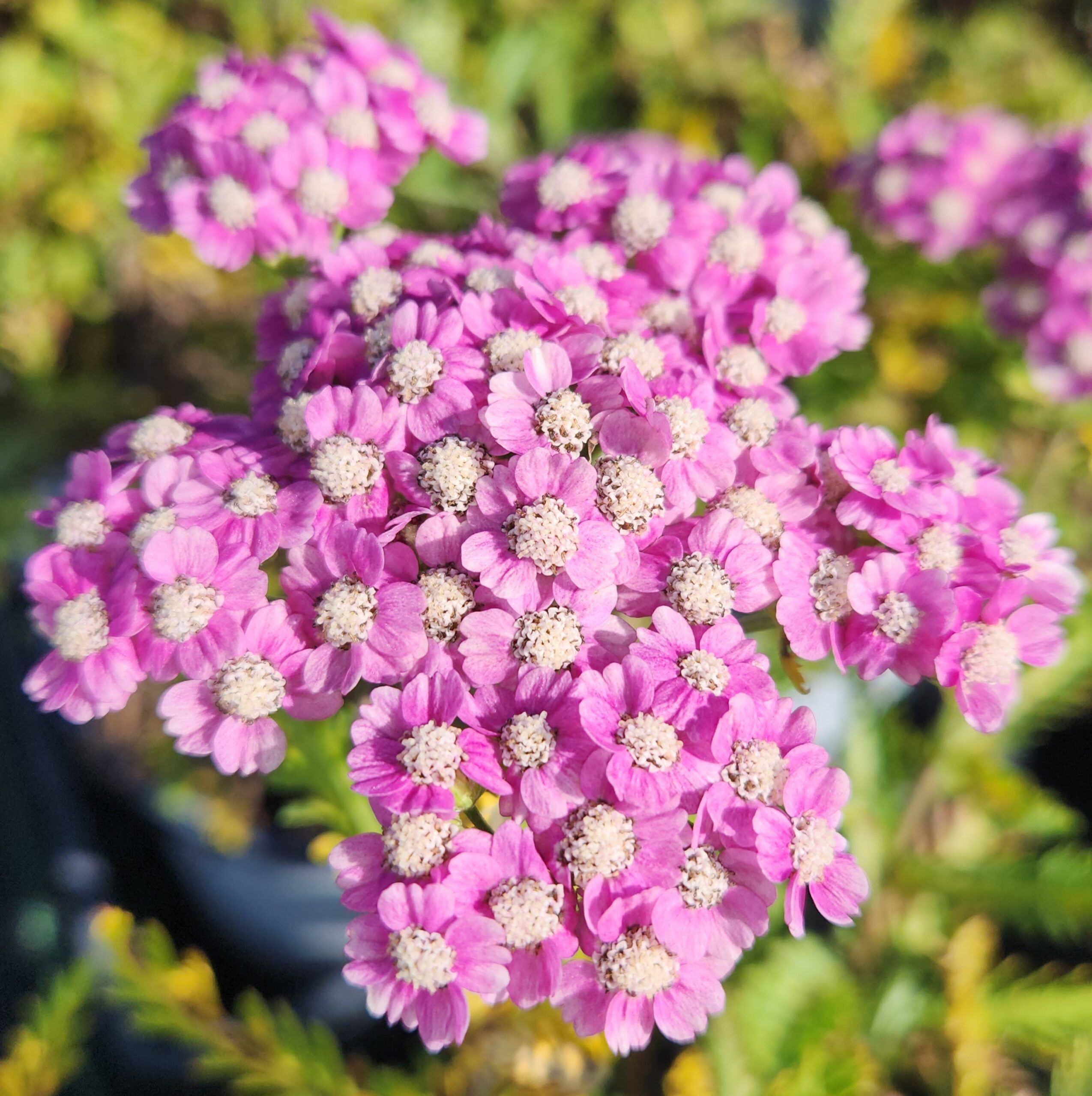 ACHILLEA 'Firefly Amethyst' PP32361