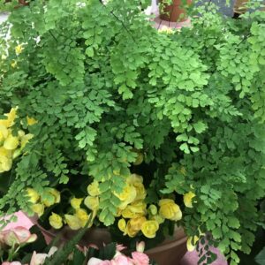 ADIANTUM pedatum (Maiden hair fern)