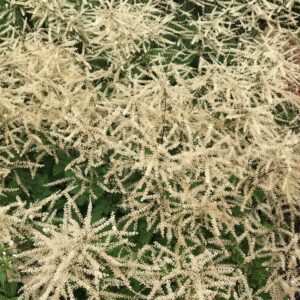 ARUNCUS 'Fairy Hair' PP30242