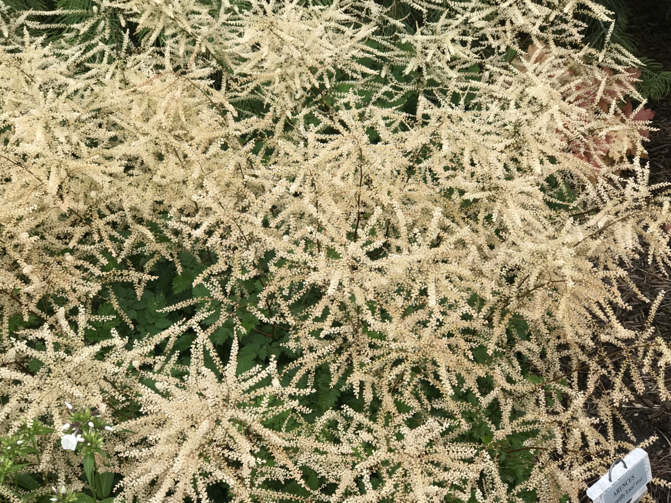 ARUNCUS 'Fairy Hair' PP30242