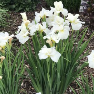 IRIS sibirica 'Swans in Flight'