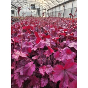 HEUCHERA PRIMO&reg; ‘Wild Rose' PP29923